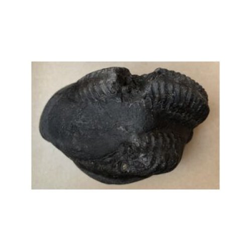 Shree_Kurma_Suryanarayan_Shaligram