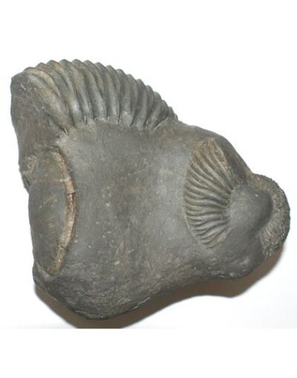 Shree_Sacred_Kamalnarayan_Vaikuntha