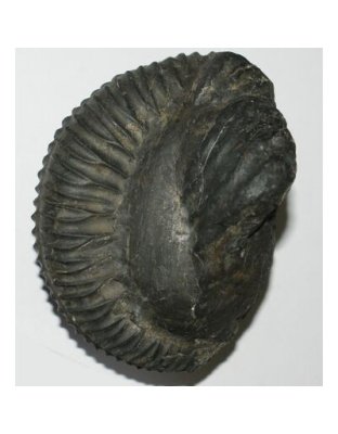 Shree_Sacred_Mahashakti_Vasudev_Laxmi