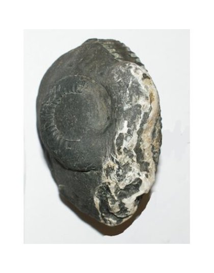 Shree_Sacred_Sarvottam_Mahalakshmi_Anantha