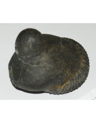 Shree_Sacred_Sridhara