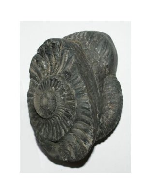 Shree_Sacred_Surya_Laxmidevadidev