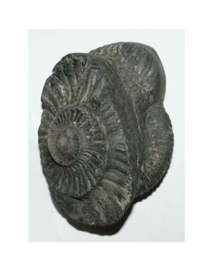 Shree_Sacred_Surya_Laxmidevadidev