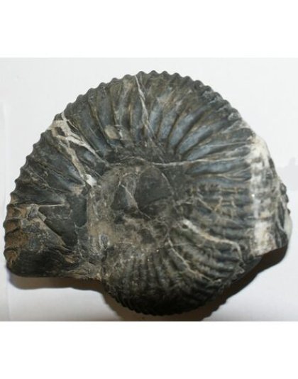 Shree_Sacred_Sweta_Dwarāka_Chakradhari_Mahalakshmi