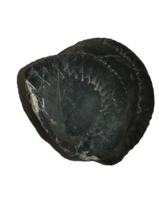 Shree_Sacred_Sweta_Shesha_Lakshmi_Suryanarayan