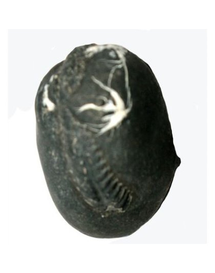 Shree_Adbhut_Sweta_Ganga_Mahadeva_Hari_Shaligram