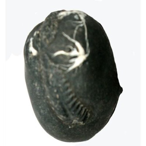 Shree_Adbhut_Sweta_Ganga_Mahadeva_Hari_Shaligram