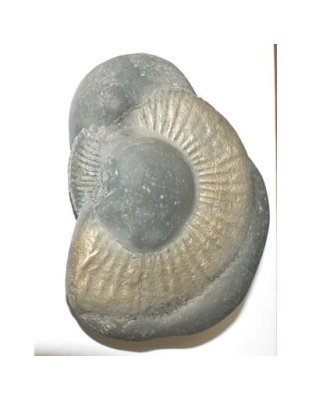 Shree_Sacred_Golden_Lakshmi_Ganesha_Mahavishnu_Damoder