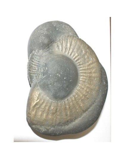 Shree_Sacred_Golden_Lakshmi_Ganesha_Mahavishnu_Damoder