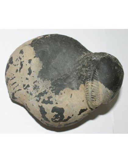 Shree_Sacred_Divya_Kailash_Srishakti_Mahavishnu