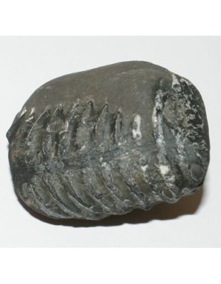 Shree_Sacred_Dwaraka_Avatar_Linga