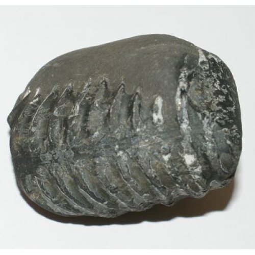 Shree_Sacred_Dwaraka_Avatar_Linga