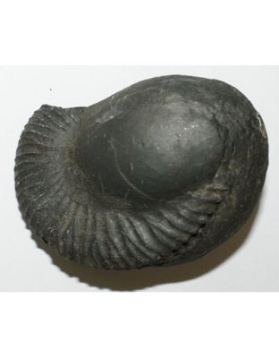 Shree_Sacred_Gobinda_Narayan