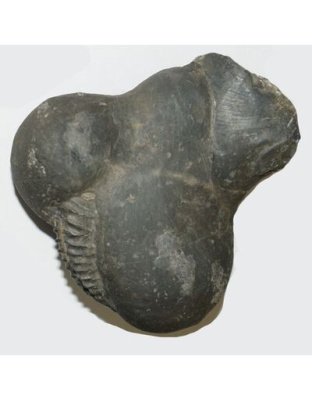 Shree_Sacred_Krishna_Muralidhar_Kamdhenu