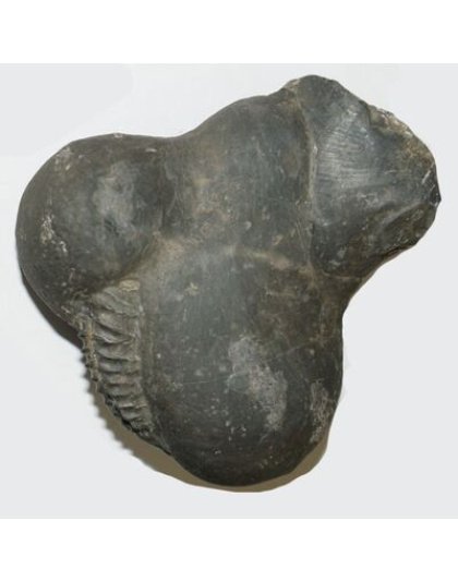 Shree_Sacred_Krishna_Muralidhar_Kamdhenu