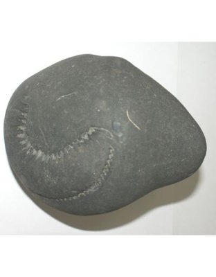 Shree_Sacred_Sarpadhari_Krishna