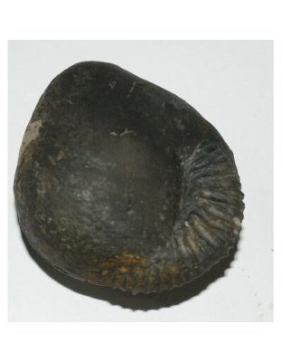 Shree_Sacred_Satyanarayan_Laxmi