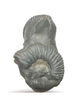 Shree Sacred_Surya_Lakshmi_Netradhari_Narayan