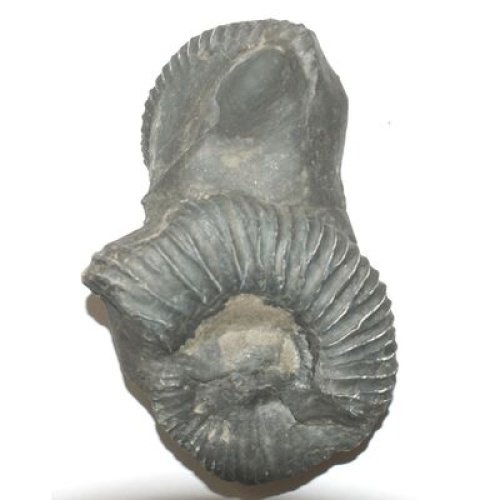 Shree Sacred_Surya_Lakshmi_Netradhari_Narayan