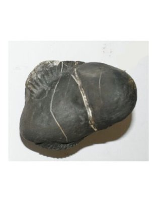 Shree_Sacred_Sweta_Gauri_Adhishakti_Ganesh_Laxmi