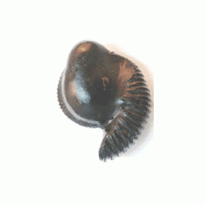 varaha