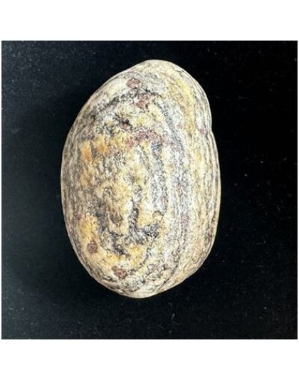 Adittiya_Golden_Yogi_Basistamahavishnu_Shaligram