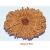 14 muki general size rudraksha