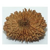 Twenty Mukhi Rudraksha