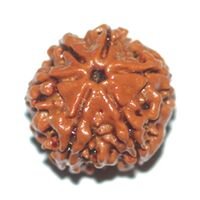 Six Mukhi Rudraksha