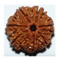 Seven Mukhi Rudraksha