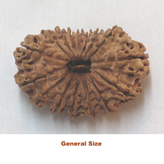 Generalsize 16 mukhi