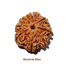 General size eight mukhi