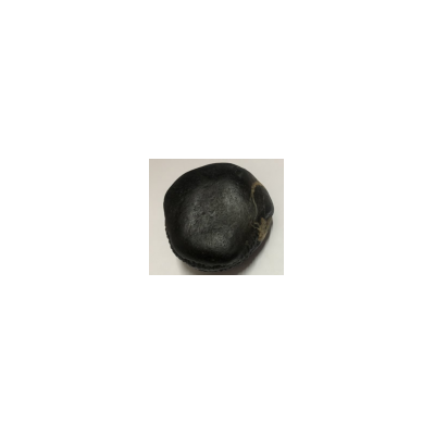 Shree kailash Sridhar Samudra lakshmi shaligram