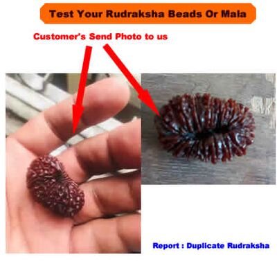 Test My Rudraksha/Shaligram