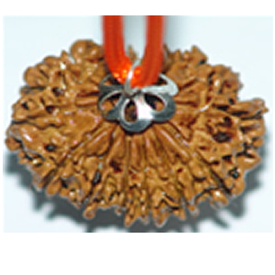 13 mukhi rudraksha pendant